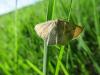 Cyclophora sp.